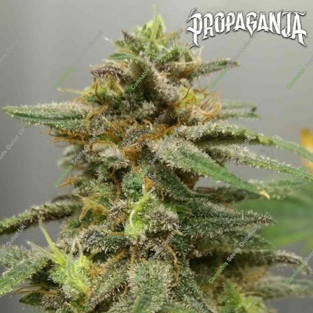 BIG Kahoona Feminized Marijuana Strain by Propaganja Seeds For Sale Online at Cannabis Seeds Outlet