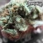 Propaganja Seeds BIG Kahoona Smoke Buds Weed Ganja Skunk Dope Pot Images Pics Nuggets