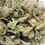 Propaganja Seeds Cannabis Strain AvashAvash Feminized Marijuana Seeds Original Collector Souvenir Authentic Packaging Packs