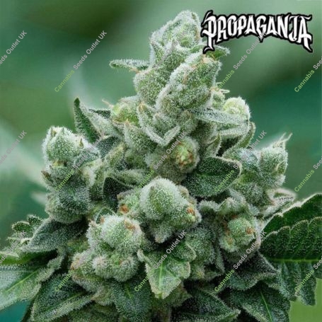 AvashAvash Feminized Marijuana Strain by Propaganja Seeds For Sale Online at Cannabis Seeds Outlet
