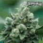 AvashAvash Feminized Marijuana Strain by Propaganja Seeds For Sale Online at Cannabis Seeds Outlet