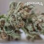 Propaganja Seeds Cannabis Strain 167B Auto Feminized Marijuana Seeds Original Collector Souvenir Authentic Packaging Packs