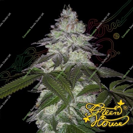 Milky Dreams Feminized Marijuana Strain by Greenhouse Seeds For Sale Online at Cannabis Seeds Outlet