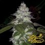 Milky Dreams Feminized Marijuana Strain by Greenhouse Seeds For Sale Online at Cannabis Seeds Outlet