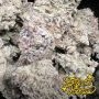 Greenhouse Seeds Milky Dreams Smoke Buds Weed Ganja Skunk Dope Pot Images Pics Nuggets