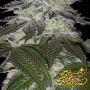 Milky Dreams Feminized by Greenhouse Seeds THC Content Potency Strength CBD Height Yield Flowering Time Indica Sativa Genetics