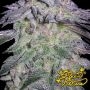 Nori Cake Feminized by Greenhouse Seeds THC Content Potency Strength CBD Height Yield Flowering Time Indica Sativa Genetics
