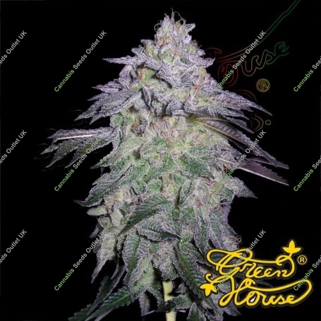 Nori Cake Feminized Marijuana Strain by Greenhouse Seeds For Sale Online at Cannabis Seeds Outlet