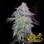 Nori Cake Feminized Marijuana Strain by Greenhouse Seeds For Sale Online at Cannabis Seeds Outlet