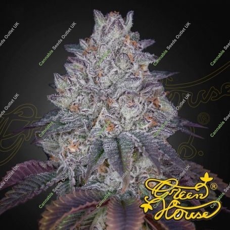 Tarte Tatin Feminized Marijuana Strain by Greenhouse Seeds For Sale Online at Cannabis Seeds Outlet