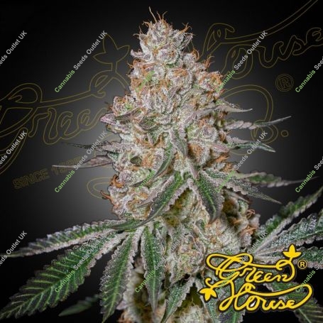 Highcloudz Feminized Marijuana Strain by Greenhouse Seeds For Sale Online at Cannabis Seeds Outlet