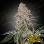 Highcloudz Feminized Marijuana Strain by Greenhouse Seeds For Sale Online at Cannabis Seeds Outlet