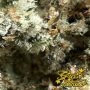 Highcloudz Feminized by Greenhouse Seeds THC Content Potency Strength CBD Height Yield Flowering Time Indica Sativa Genetics