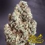 Greenhouse Seeds Highcloudz Auto Smoke Buds Weed Ganja Skunk Dope Pot Images Pics Nuggets