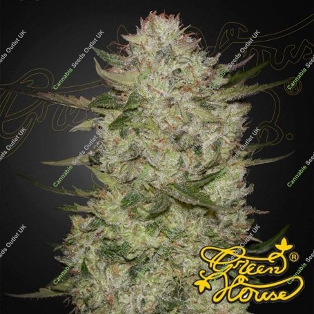 Highcloudz Auto Feminized Marijuana Strain by Greenhouse Seeds For Sale Online at Cannabis Seeds Outlet