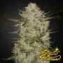 Highcloudz Auto Feminized Marijuana Strain by Greenhouse Seeds For Sale Online at Cannabis Seeds Outlet