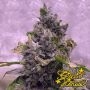 Highcloudz Auto Feminized by Greenhouse Seeds THC Content Potency Strength CBD Height Yield Flowering Time Indica Sativa Genetic