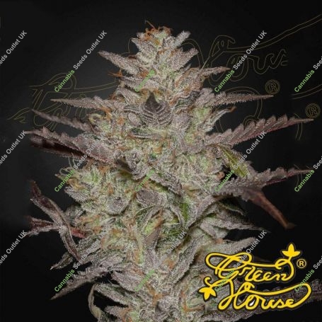 Alien Z Auto Feminized Marijuana Strain by Greenhouse Seeds For Sale Online at Cannabis Seeds Outlet