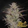 Alien Z Auto Feminized Marijuana Strain by Greenhouse Seeds For Sale Online at Cannabis Seeds Outlet