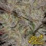 Greenhouse Seeds Alien Z Auto Smoke Buds Weed Ganja Skunk Dope Pot Images Pics Nuggets