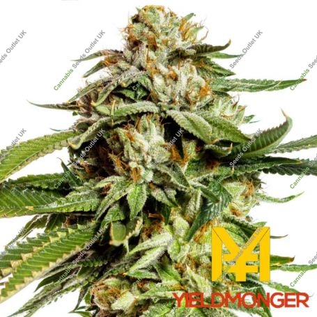 Super Scoop Feminized Marijuana Strain by Yieldmonger Seeds For Sale Online at Cannabis Seeds Outlet