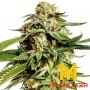 Super Scoop Feminized Marijuana Strain by Yieldmonger Seeds For Sale Online at Cannabis Seeds Outlet
