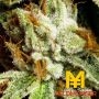 Yieldmonger Seeds Super Scoop Smoke Buds Weed Ganja Skunk Dope Pot Images Pics Nuggets