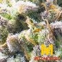 Yieldmonger Seeds Mega Bucks Auto Smoke Buds Weed Ganja Skunk Dope Pot Images Pics Nuggets