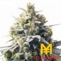 Mega Bucks Auto Feminized Marijuana Strain by Yieldmonger Seeds For Sale Online at Cannabis Seeds Outlet