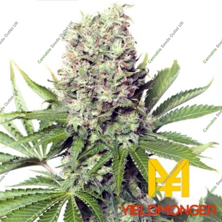 Jumbo Runtz Feminized Marijuana Strain by Yieldmonger Seeds For Sale Online at Cannabis Seeds Outlet