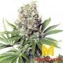 Jumbo Runtz Feminized Marijuana Strain by Yieldmonger Seeds For Sale Online at Cannabis Seeds Outlet
