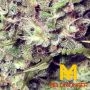 Yieldmonger Seeds Jumbo Runtz Smoke Buds Weed Ganja Skunk Dope Pot Images Pics Nuggets