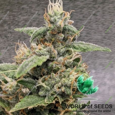 Colombian Gold Feminized Marijuana Strain by World of Seeds For Sale Online at Cannabis Seeds Outlet