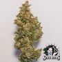 White Label White Cheese Smoke Buds Weed Ganja Skunk Dope Pot Images Pics Nuggets