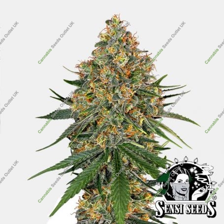 White Cheese Feminized Marijuana Strain by White Label For Sale Online at Cannabis Seeds Outlet