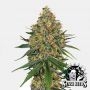 White Cheese Feminized Marijuana Strain by White Label For Sale Online at Cannabis Seeds Outlet