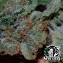 White Cheese Feminized by White Label THC Content Potency Strength CBD Height Yield Flowering Time Indica Sativa Genetics