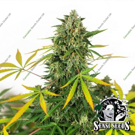 OG Kush Auto Marijuana Strain by White Label For Sale Online at Cannabis Seeds Outlet
