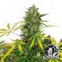 OG Kush Auto Marijuana Strain by White Label For Sale Online at Cannabis Seeds Outlet
