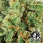 OG Kush Auto by White Label THC Content Potency Strength CBD Height Yield Flowering Time Indica Sativa Genetics