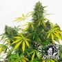 White Label OG Kush Auto Smoke Buds Weed Ganja Skunk Dope Pot Images Pics Nuggets