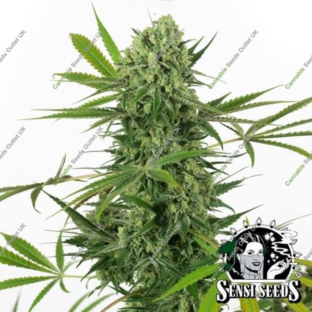 OG Kush Marijuana Strain by White Label For Sale Online at Cannabis Seeds Outlet
