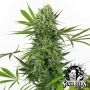 OG Kush Marijuana Strain by White Label For Sale Online at Cannabis Seeds Outlet