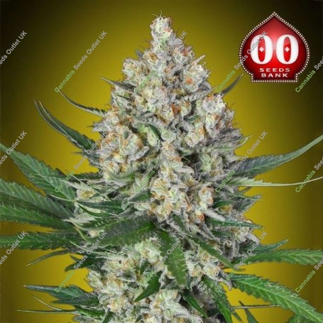 Lemon OG Feminized Marijuana Strain by OO Seeds For Sale Online at Cannabis Seeds Outlet