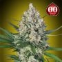 Lemon OG Feminized Marijuana Strain by OO Seeds For Sale Online at Cannabis Seeds Outlet