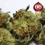Lemon OG Feminized by OO Seeds THC Content Potency Strength CBD Height Yield Flowering Time Indica Sativa Genetics
