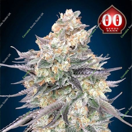 Blue Dream Feminized Marijuana Strain by OO Seeds For Sale Online at Cannabis Seeds Outlet