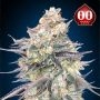 Blue Dream Feminized Marijuana Strain by OO Seeds For Sale Online at Cannabis Seeds Outlet