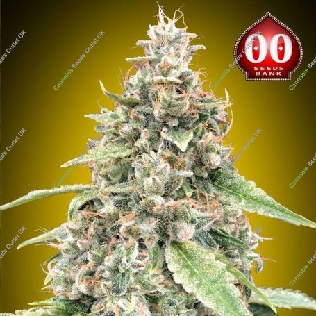 Lemon OG Auto Feminized Marijuana Strain by OO Seeds For Sale Online at Cannabis Seeds Outlet