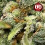 Lemon OG Auto Feminized by OO Seeds THC Content Potency Strength CBD Height Yield Flowering Time Indica Sativa Genetics